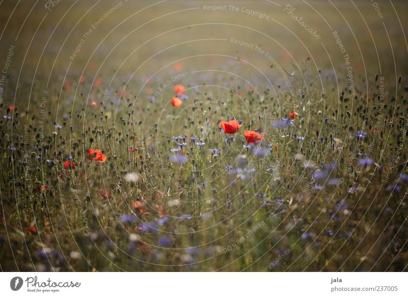 when the poppy blossoms... Nature Landscape Plant Flower Grass Blossom Poppy Meadow Beautiful Colour photo Multicoloured Exterior shot Deserted Day Twilight