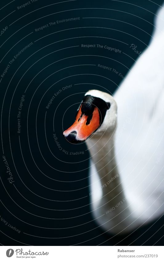 Hello!!! Nature Water Summer Animal Wild animal Animal face Swan 1 Looking Esthetic Authentic Bright Beautiful Red Black White Exterior shot Detail Deserted