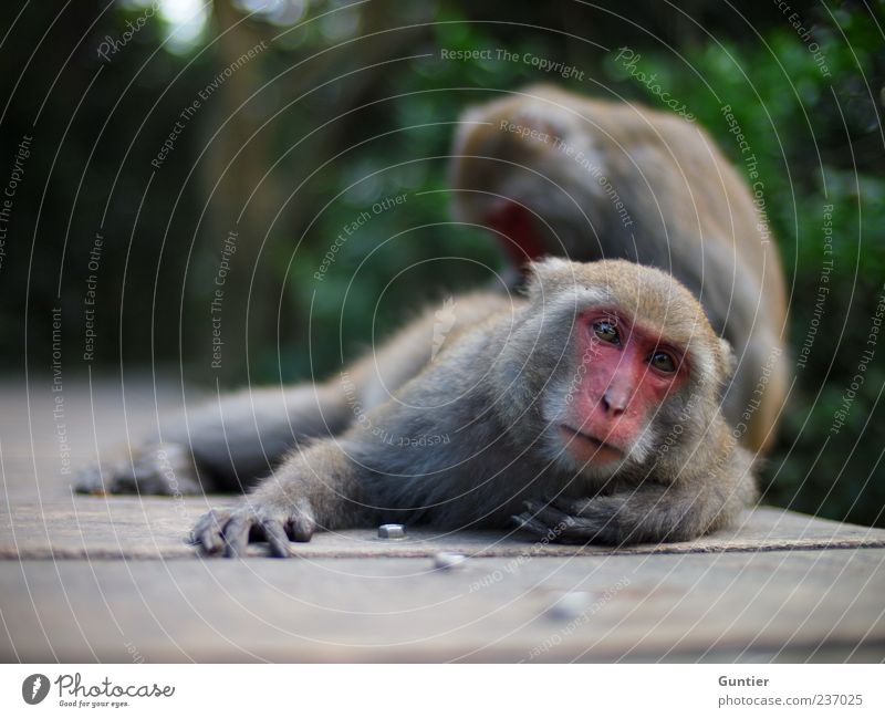 cuddly ;) Wild animal Monkeys 2 Animal Pair of animals Gray Green Pink Black White Contentment Woodway Screw Mammal Colour photo Exterior shot Close-up Deserted