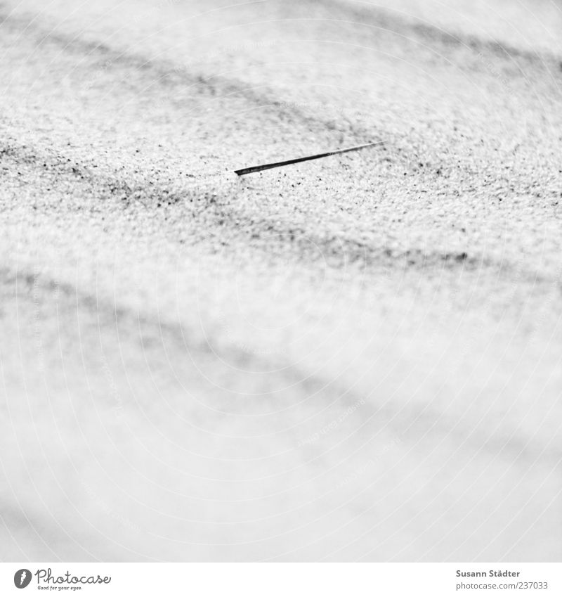 Spiekeroog toothpick. Elements Sand Toothpick Thorn Grain of sand Undulation Black & white photo Exterior shot Close-up Detail Copy Space right Blur