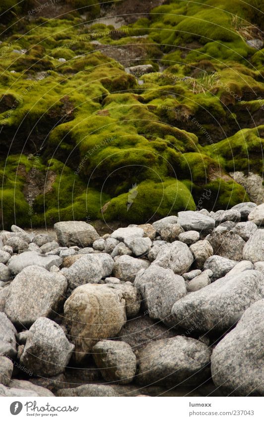 moss Environment Nature - a Royalty Free Stock Photo from Photocase