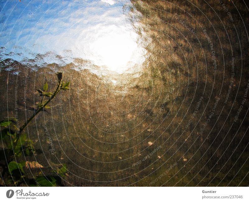 longing Plant Sky Sunlight Summer Beautiful weather Leaf Tendril Blue Green Black White Emotions Pane Blur Back-light Colour photo Multicoloured Interior shot