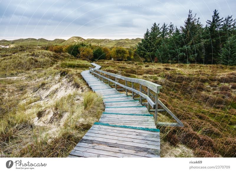 Landscape in the dunes on the island of Amrum Relaxation Vacation & Travel Tourism Island Nature Clouds Autumn Tree Coast North Sea Lanes & trails Blue