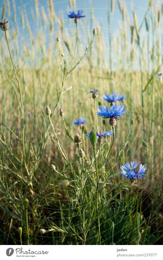 cornflower blue. Grain Herbs and spices Agriculture Forestry Landscape Plant Spring Beautiful weather Flower Grass Blossom Wild plant Field Fragrance Blue