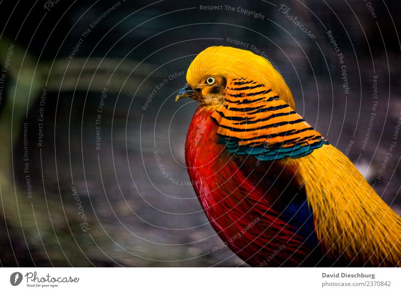 Golden Pheasant Nature Spring Summer Autumn Beautiful weather Forest Animal Wild animal Bird Animal face Wing Zoo 1 Blue Multicoloured Yellow Red Black Feather