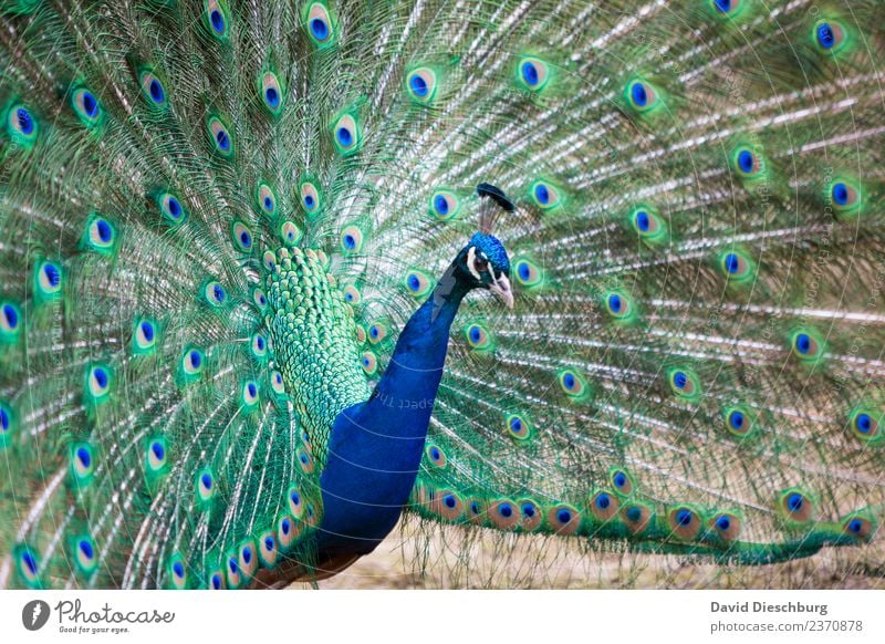peacock Nature Beautiful weather Animal Bird Animal face Wing Zoo Petting zoo 1 Blue Green Violet Peacock Peacock feather Landscape format Rutting season Neck