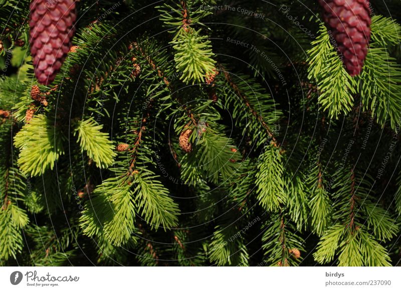 2 pine groves, please. Plant Spring Thorny Green Red Cone Shoot Fir needle Fir branch Branch Fresh Nature Fir tree Tree Bright green Dark green Coniferous trees