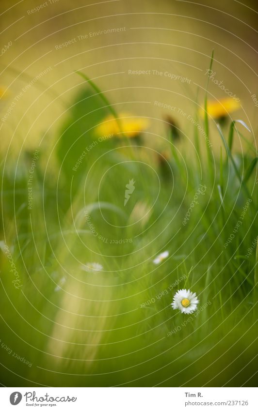 A tooth in the wheel of time Nature Plant Spring Beautiful weather Grass Blossom Wild plant Garden Meadow Fragrance Discover Fresh Positive Multicoloured Yellow