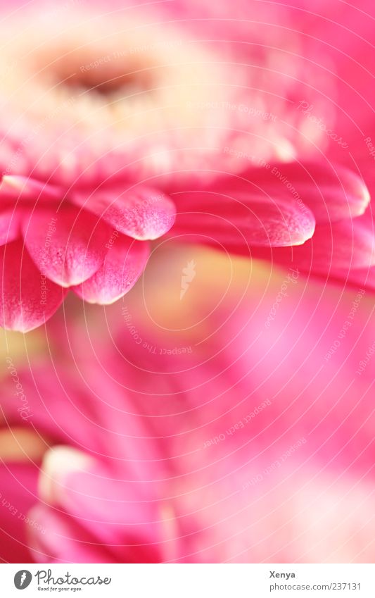 Pink Tentacle Plant Flower Blossom Gerbera Blossoming Blossom leave Colour photo Interior shot Deserted Copy Space bottom Blur Macro (Extreme close-up)