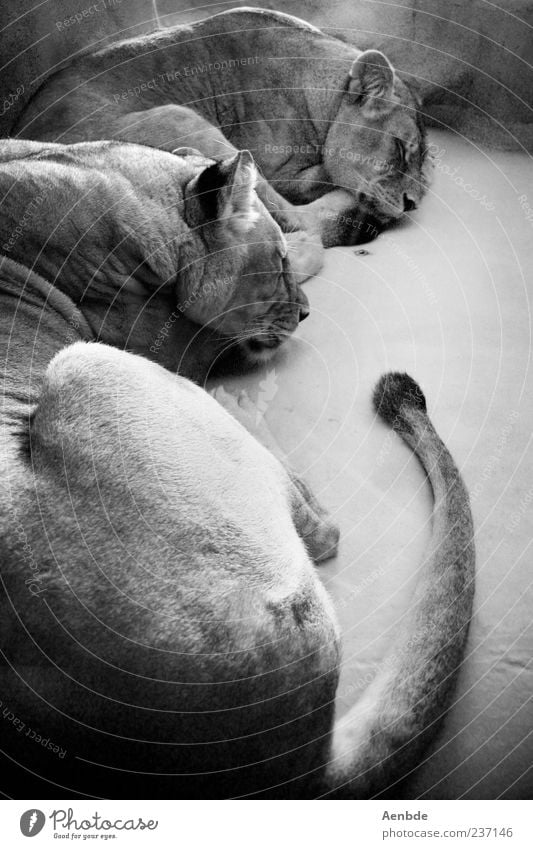dreaming lions Animal Wild animal Zoo Lion 2 Pair of animals Sleep Tails Light Black & white photo Interior shot Day Lie Rest Closed eyes
