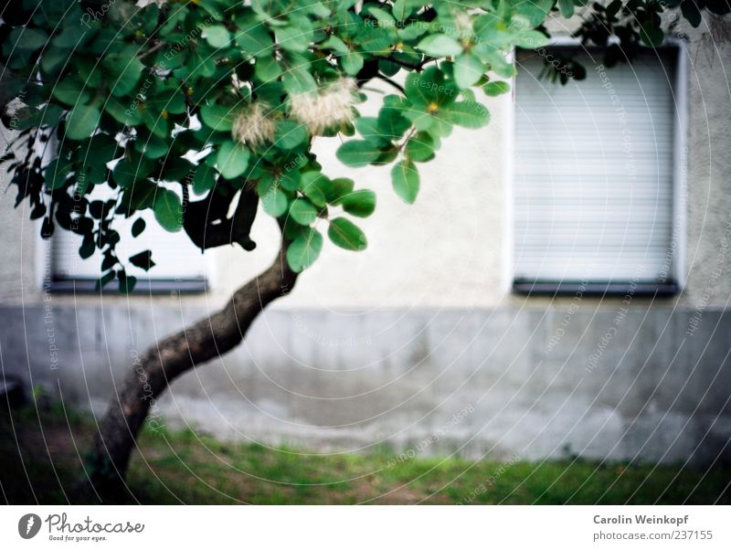 Berlin windows. Deserted House (Residential Structure) Wall (barrier) Wall (building) Facade Window Blue Tree Colour photo Exterior shot Copy Space bottom