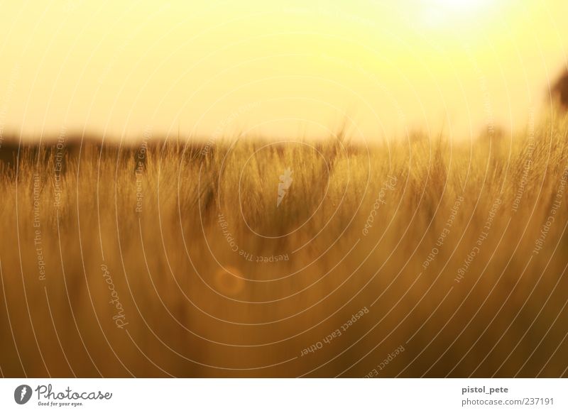 Field of corn 2 Summer Sun Nature Landscape Sky Sunlight Beautiful weather Plant Agricultural crop Bright Natural Warmth Brown Yellow Warm-heartedness