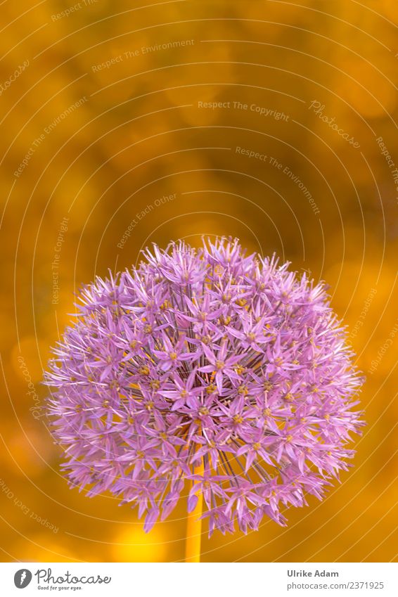 Ornamental garlic (Allium) Elegant Harmonious Decoration Image Card Feasts & Celebrations Valentine's Day Mother's Day Easter Funeral service Nature Plant