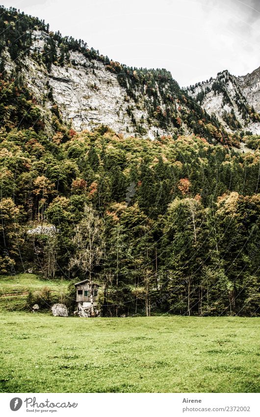 Refusal, please change your accommodation. Tree Forest Rock Alps Mountain Forest of Bregenz Steep face Hut Alpine pasture Alpine hut Wooden hut Old Uniqueness