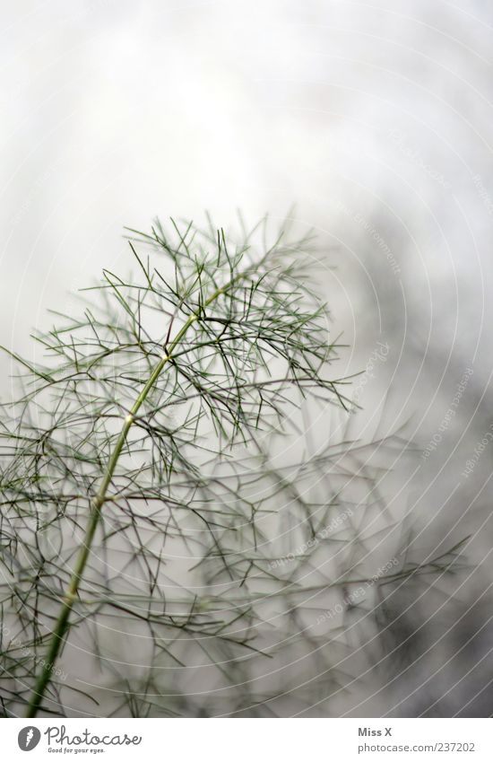 filigree Nature Plant Grass Bushes Growth Delicate Fern Colour photo Subdued colour Exterior shot Close-up Deserted Copy Space top Shallow depth of field