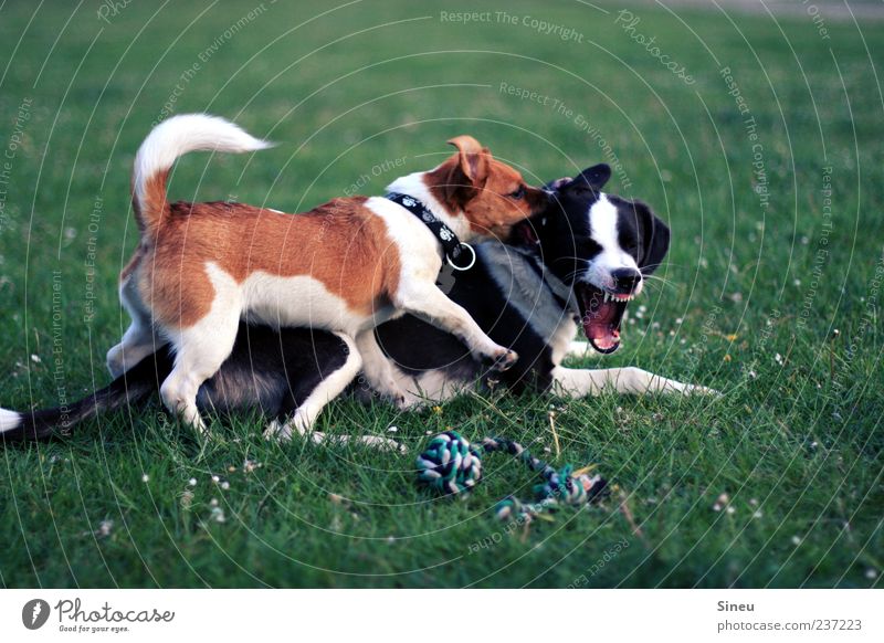 Ouch! Nature Summer Beautiful weather Grass Meadow Animal Pet Dog 2 Fight Playing Brash Astute Cute Brown Green Black White Joy Love of animals Life Movement