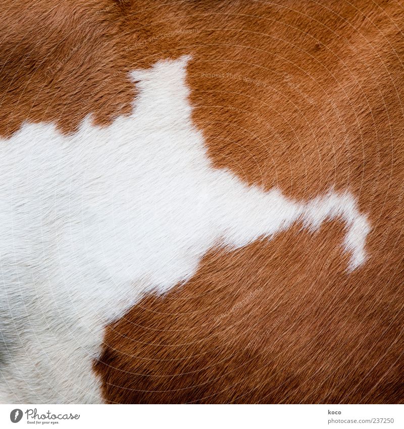 This isn't cowhide! Pelt Cowhide Animal Pet 1 Simple Soft Brown White Colour photo Close-up Detail Deserted Copy Space left Day Deep depth of field