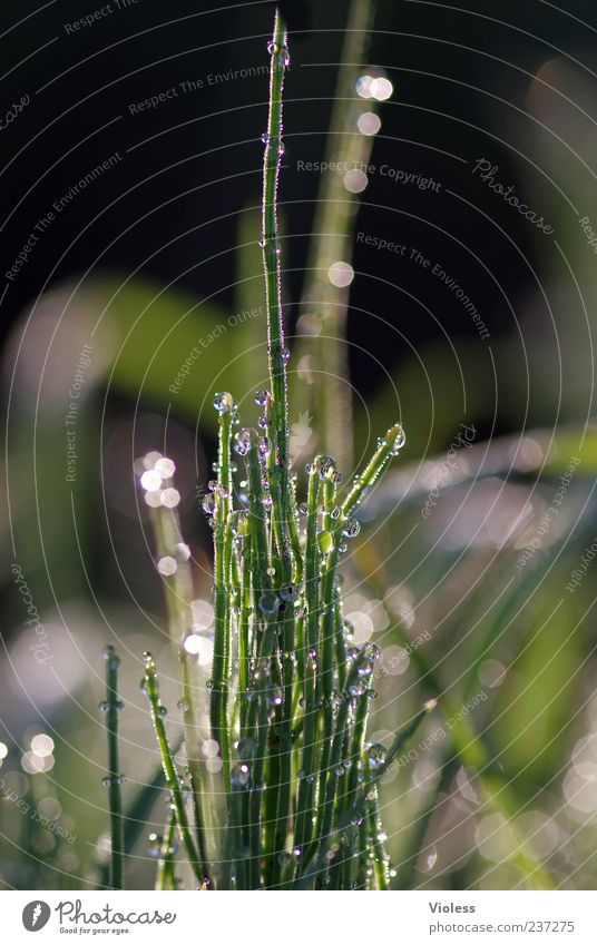elf tower Nature Plant Green Dew Horsetail Colour photo Macro (Extreme close-up) Dawn Blur Shallow depth of field Wet Drops of water Deserted