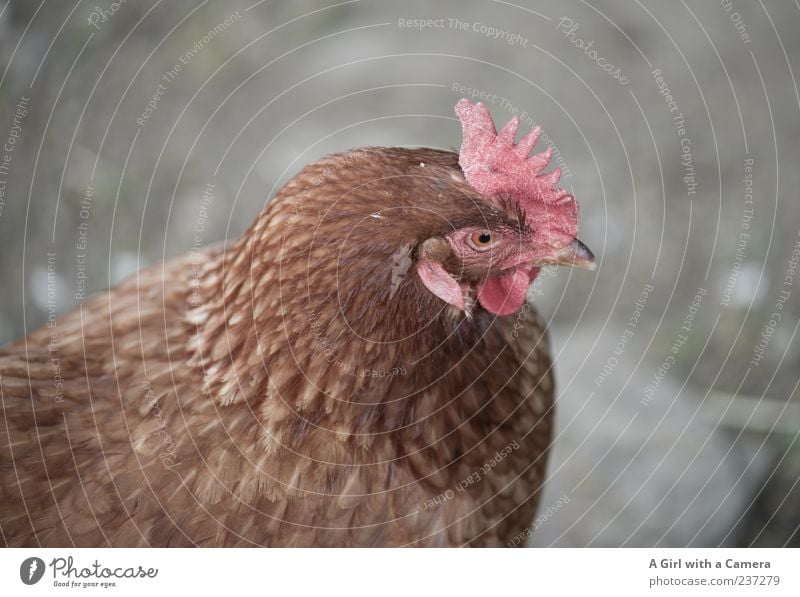 chicken geography Animal Farm animal Bird Barn fowl 1 Observe Looking Beautiful Natural Brown Deserted Copy Space left Copy Space right Copy Space top