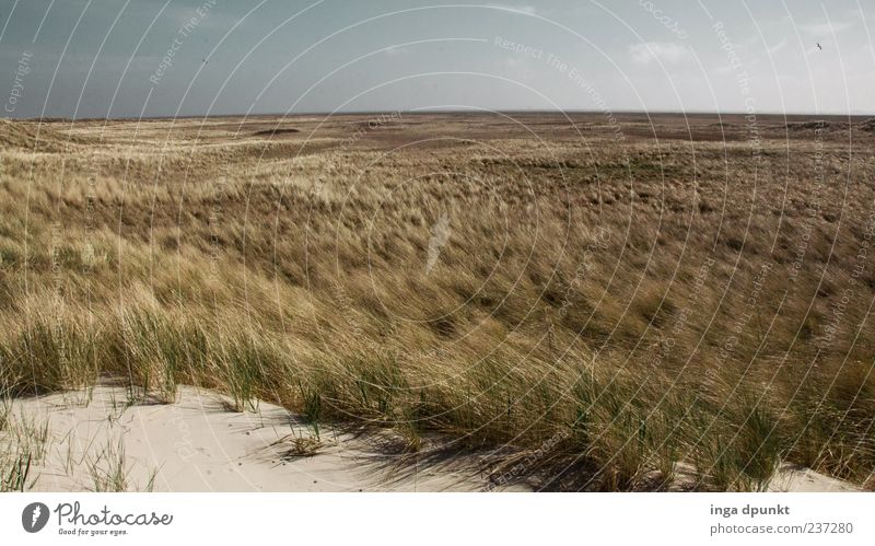 The wind blows Vacation & Travel Tourism Environment Nature Landscape Plant Elements Sand Weather Beautiful weather Wind Grass Coast Beach North Sea Dune