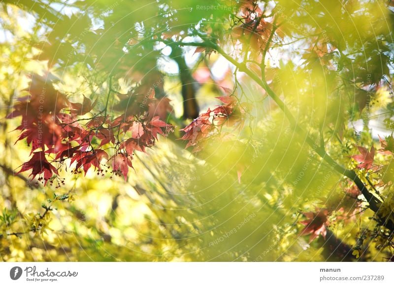 sunshine Nature Spring Plant Bushes Leaf Maple tree Maple leaf Maple branch Twigs and branches Bright Natural Beautiful Yellow Red Spring fever Colour photo