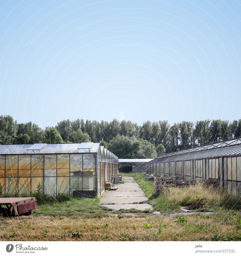 greenhouse Sky Plant Tree Grass Large Greenhouse Market garden Colour photo Exterior shot Deserted Copy Space top Day