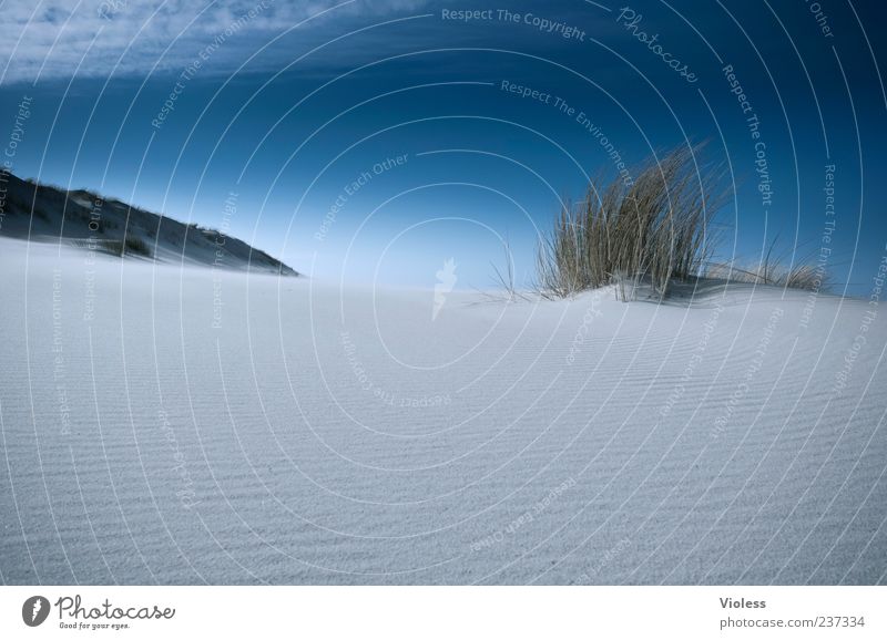 Spiekeroog ...infinite dunes. Nature Landscape Sky Beach Relaxation Blue Marram grass Beach dune North Sea Islands Sand Colour photo Exterior shot