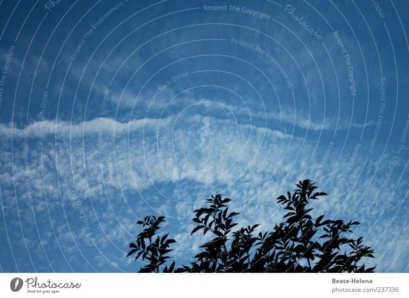 There's something in the air. Nature Sky Clouds Summer Weather Beautiful weather Tree Esthetic Natural Blue White Movement Clouds in the sky Cloud pattern