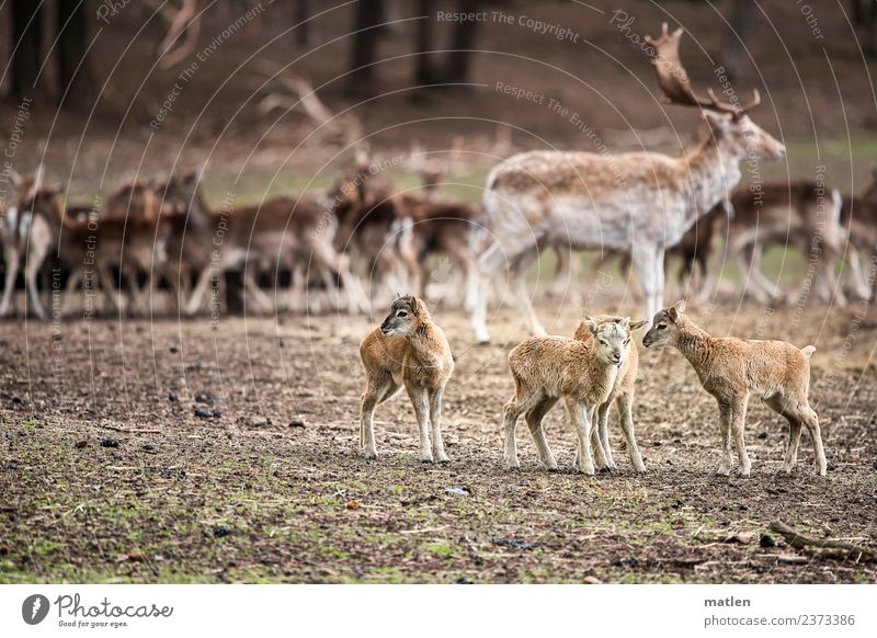 musketeers Landscape Animal Spring Grass Hill Wild animal Group of animals Herd Stand deer Fawn Meeting Colour photo Subdued colour Exterior shot Deserted