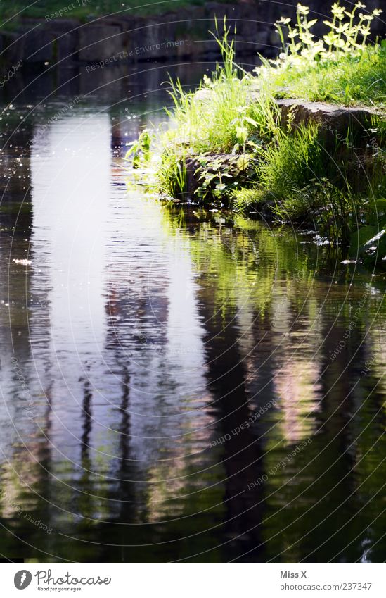 on the avenue Calm Water Grass River bank Brook Nature Colour photo Exterior shot Deserted Copy Space bottom Light Reflection Water reflection Surface of water