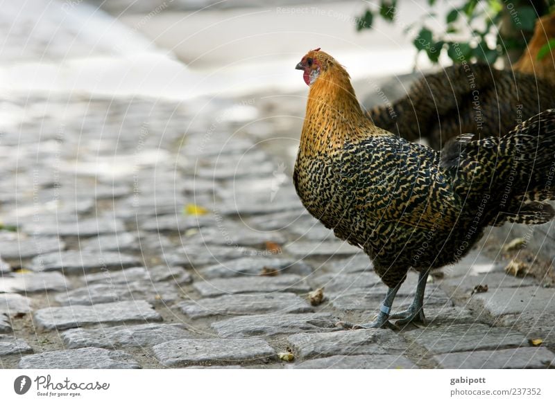 A day at the zoo (no2) Animal Farm animal 1 Barn fowl Rooster Walking Natural Brown Feather Plumed Cobblestones Free-roaming Colour photo Exterior shot Deserted