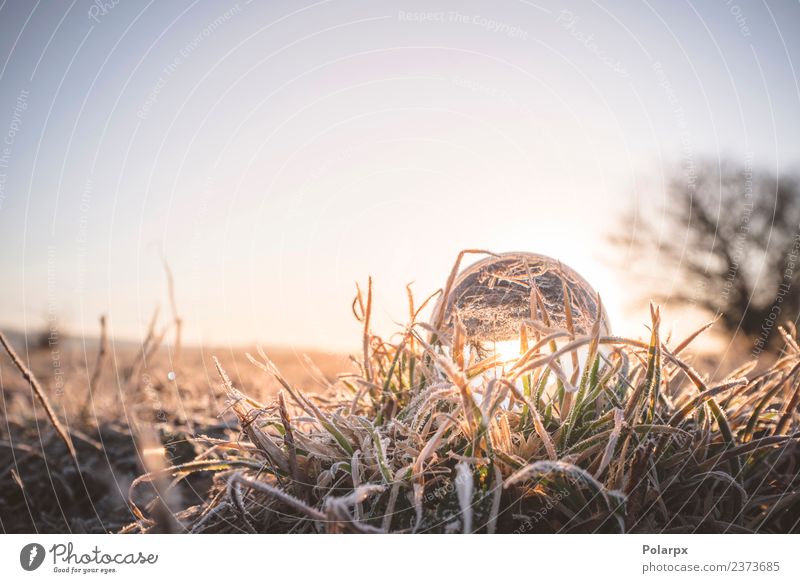 Glass orb lighting up in the sunrise on frozen grass Design Beautiful Winter Snow Decoration Nature Weather Grass Ornament Glittering Cool (slang) Bright