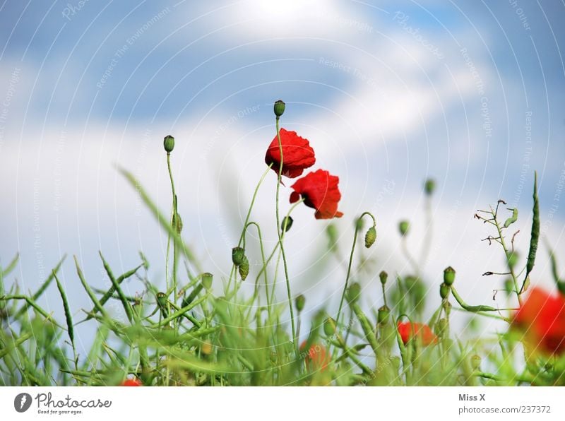 poppy Nature Plant Sky Summer Flower Leaf Blossom Meadow Field Blossoming Fragrance Growth Green Red Poppy Poppy blossom Poppy field Colour photo Multicoloured