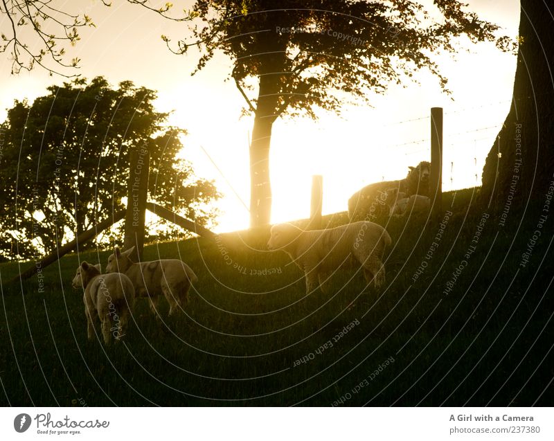 as the day draws to an end Nature Landscape Spring Beautiful weather Tree Grass Field Hill Animal Farm animal Sheep Even-toed ungulate Group of animals Herd