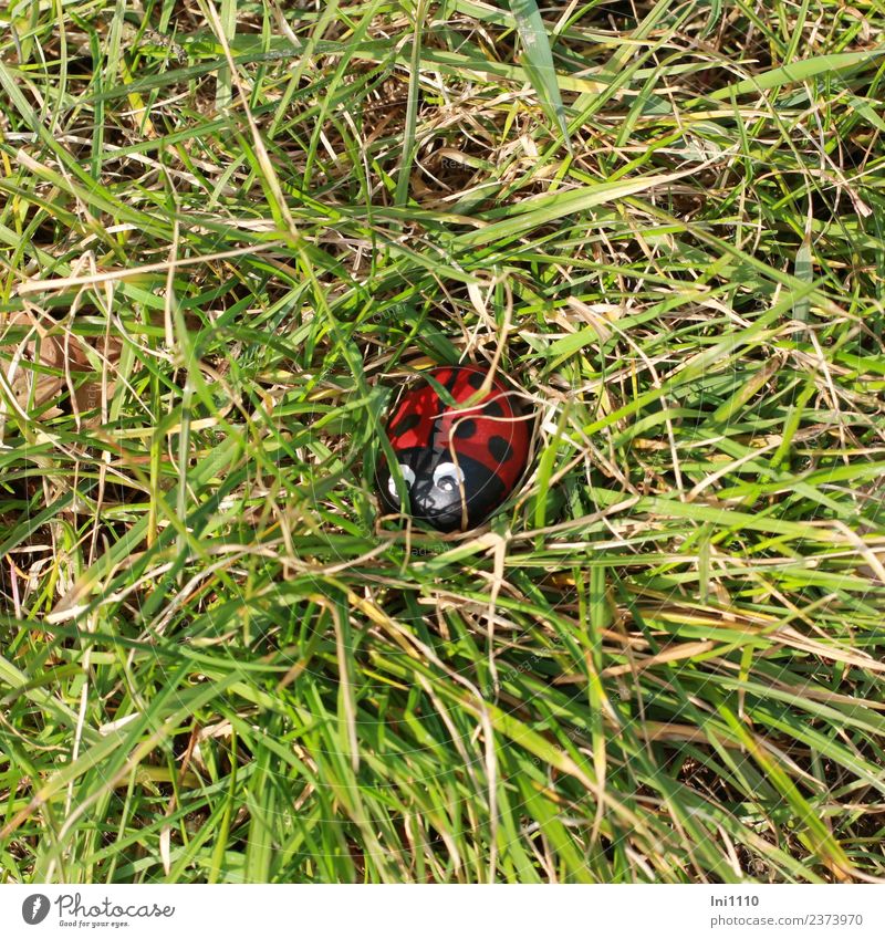 Ladybird lies in the grass Hiking Easter Work of art Collector's item Stone Discover already Small green Red Black White Joy luck Joie de vivre (Vitality)