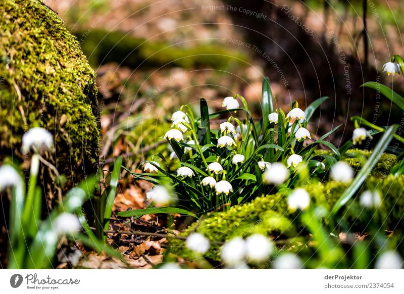 March Cup Flowering in Lower Saxony Vacation & Travel Tourism Trip Adventure Freedom Mountain Hiking Environment Nature Landscape Plant Spring Tree