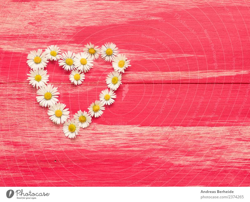 Heart of daisy on red wood Style Design Summer Valentine's Day Mother's Day Birthday Nature Plant Flower Blossom Love Yellow Pink heart white