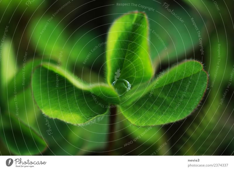 cloverleaf with drops of water in the middle Healthy Summer Environment Nature Plant Grass Leaf Foliage plant Agricultural crop Wild plant Garden Park Meadow