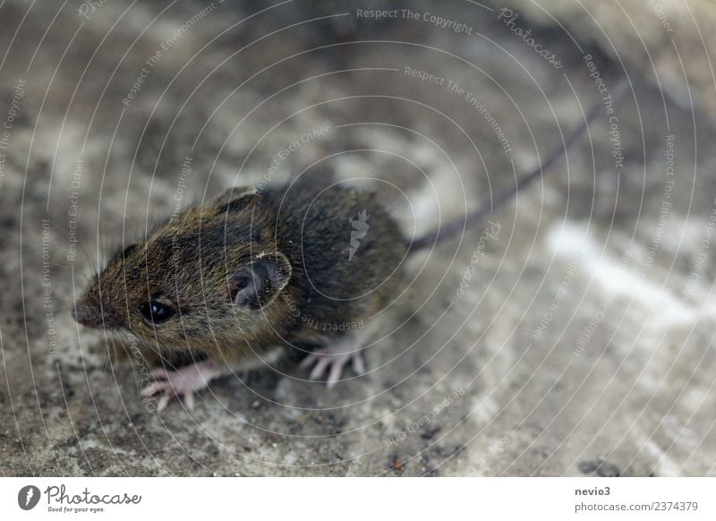 Small field mouse Environment Nature Earth Garden Animal Wild animal Mouse 1 Walking Running Beautiful Cuddly Speed Soft Brown Love of animals Field vole Rodent