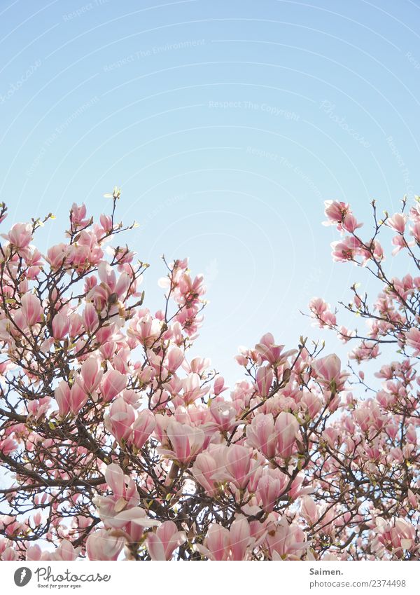 Magnolienblüte Blüte blühen Baum Magnolienbaum Ast Zweig Natur Pink Colour photo Weiss schön Leben gedeihen Detail Garten Park