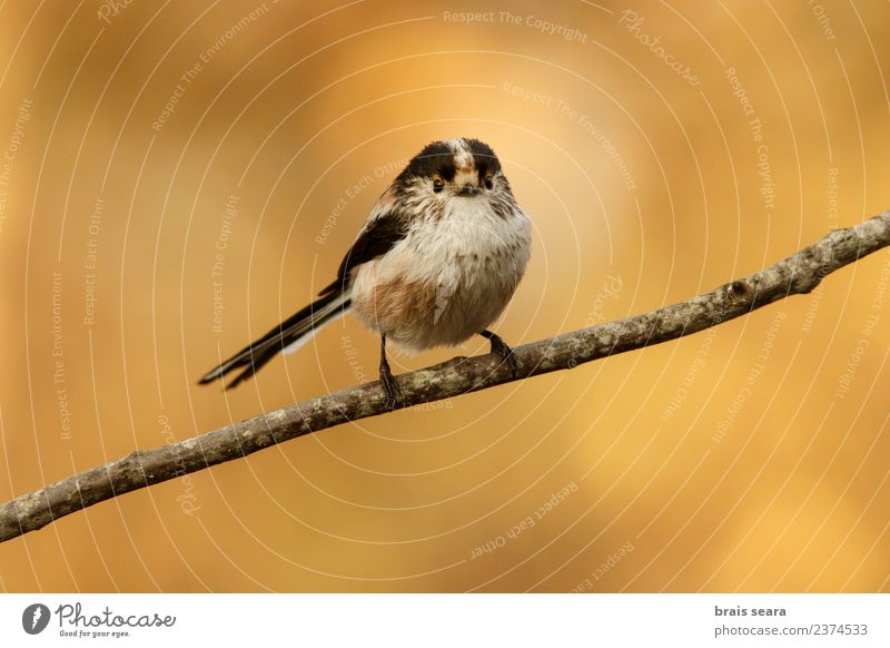 Long-Tailed Tit Science & Research Environment Nature Animal Forest Wild animal Bird 1 Free Natural Yellow Love of animals aegithalos caudatus aves wildlife