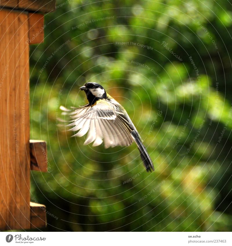 approach Animal Bird Effort Movement Tit mouse Feed Feeding Flying Graceful Dexterity Speed Colour photo Multicoloured Exterior shot Copy Space right