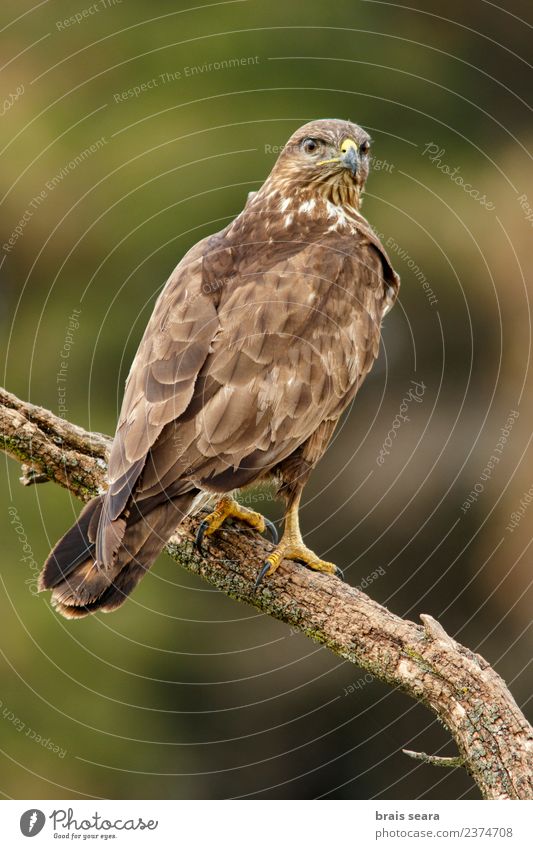 Common Buzzard Biology Ornithology Environment Nature Animal Tree Forest Wild animal Bird Animal face Wing Common buzzard Bird of prey 1 Love of animals aves