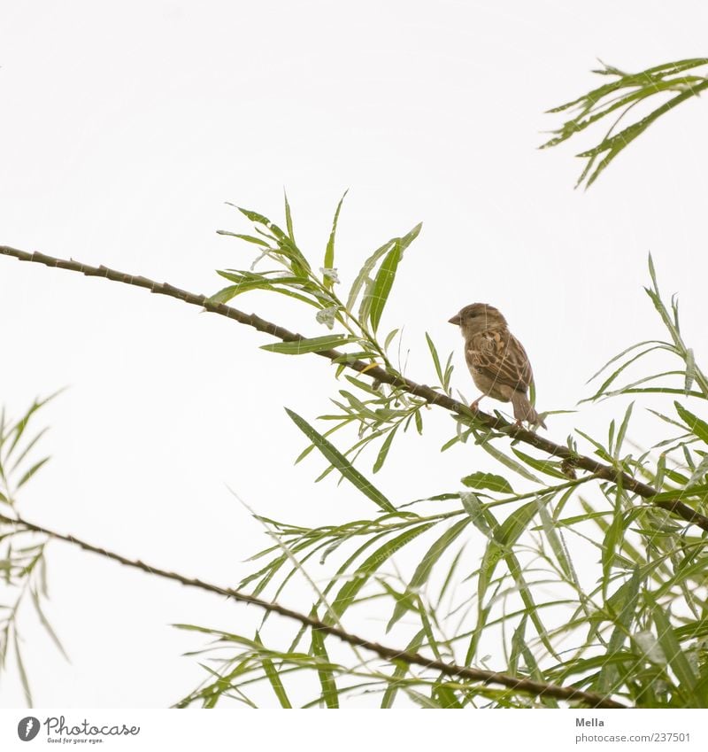 sparrow spring Environment Nature Plant Animal Sky Tree Leaf Foliage plant Branch Bird Sparrow 1 Looking Sit Small Natural Cute Colour photo Exterior shot