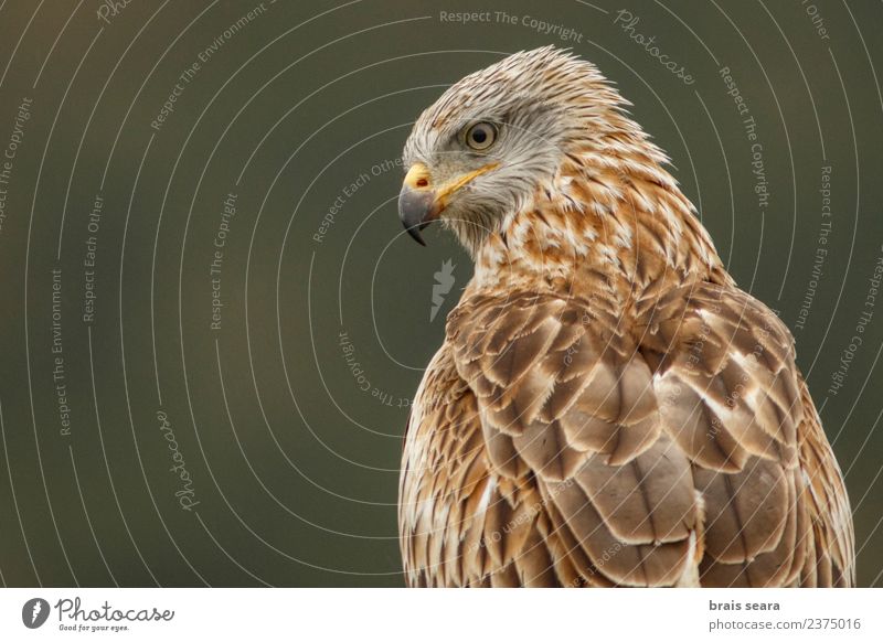 Red Kite portrait Science & Research Environment Nature Animal Wild animal Bird Animal face Red kite 1 Elegant Brown Love of animals Freedom aves wildlife