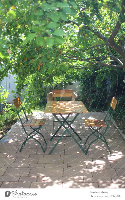 Under the apple tree Style Garden Spring Beautiful weather Tree Bright Brown Green Shadow Garden table Garden chair Weather protection Seating Colour photo