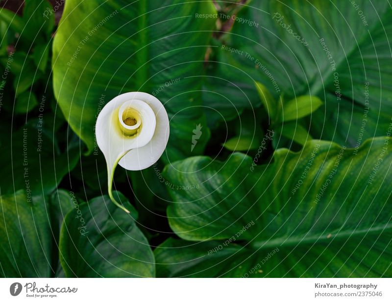 Blossom flower of calla in green leaves Elegant Exotic Beautiful Summer Garden Nature Plant Flower Leaf Growth Fresh Bright Natural New Yellow Green White