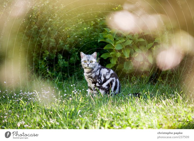 wild kittens Garden Animal Cat 1 Observe Looking Sit Curiosity Cute Love of animals Interest Timidity Colour photo Exterior shot Day Shallow depth of field