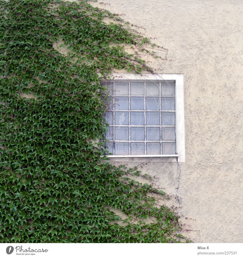 overgrown Plant Bushes Ivy Wall (barrier) Wall (building) Window Growth Green Tendril Glass block Colour photo Subdued colour Exterior shot Pattern Deserted