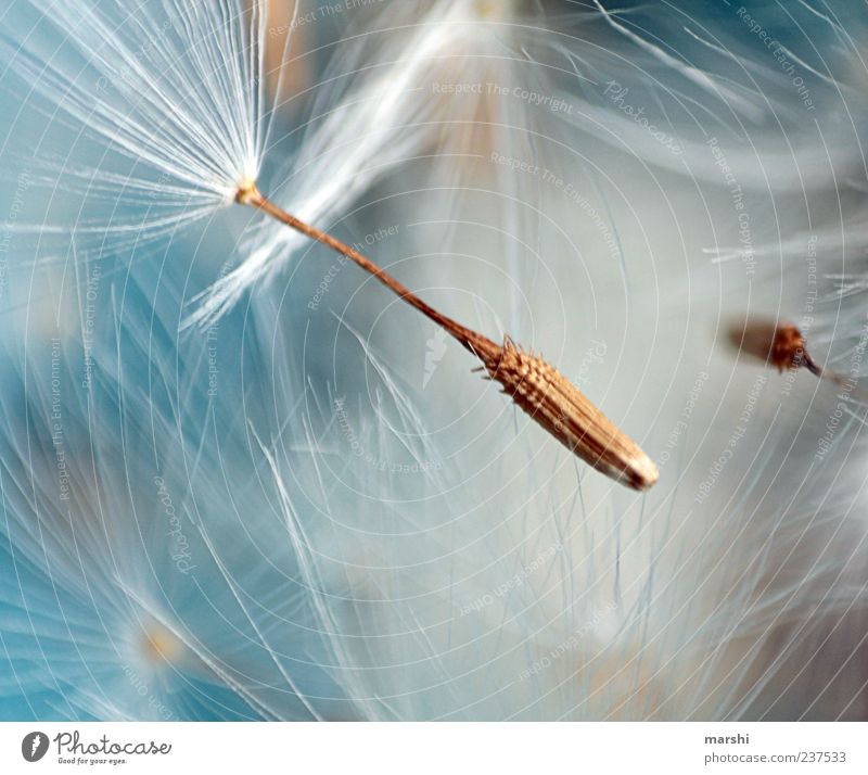flying soft Nature Plant Soft Blue Brown White Dandelion Seed Macro (Extreme close-up) Detail Ease Copy Space bottom Copy Space left Deserted Colour photo
